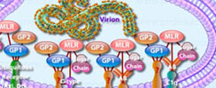 Ebola Virus Pathogenesis Interactive