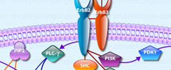 ErbB2-ErbB3 Heterodimers