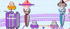 Human Embryonic Stem Cell Pluripotency Interactive