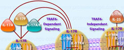 IL-17 Signaling