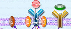 IL-2 Gene Expression in Activated and Quiescent T-Cells