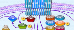 IL-3 Signaling