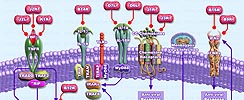 Immune Escape by Monkeypox Virus