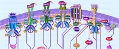 JAK-STAT Pathway