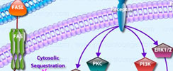 Mitochondrial Apoptosis Interactive