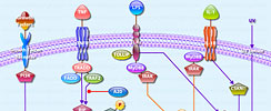 NF-KappaB (p50-p65) Interactive Pathway