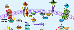 Nanog in Mammalian ESC Pluripotency