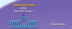 Nucleotide Excision Repair Pathway