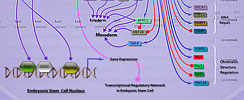 Oct4 in Mammalian ESC Pluripotency