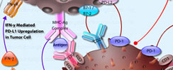 PD-1/PD-L1 Interactive Pathway in Cancer