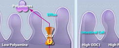 Polyamine Regulation in Colon Cancer