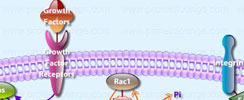 Rac1 Pathway