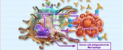 The Role of Anti-CD47 mAb in Targeting Cancer Cells