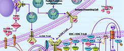 TCR Signaling