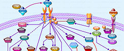 TGF Beta Pathway