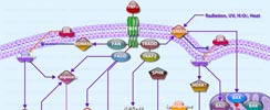 TNF-Induced Apoptosis Implicating Sphingolipids