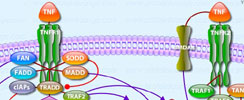 TNF Signaling Interactive Pathway