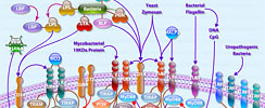 Toll-Like Receptors Interactive Pathway