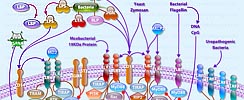 Toll-Like Receptors