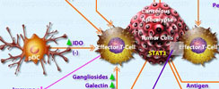 Tregs in Tumor Escape Checkpoints Interactive