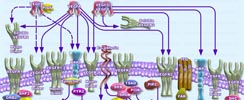 VEGF Pathway