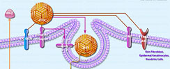 ZIKA Virus Infection And Host Response