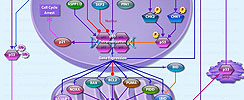 p53 Mediated Apoptosis